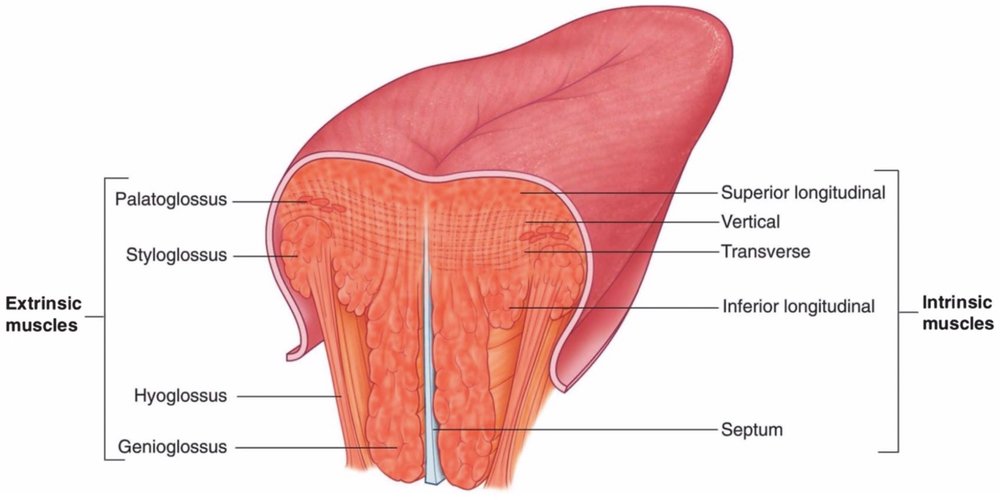 anatomy of underside of tongue